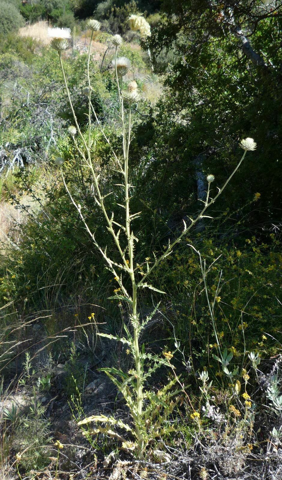High Resolution Cirsium occidentale californicum Plant